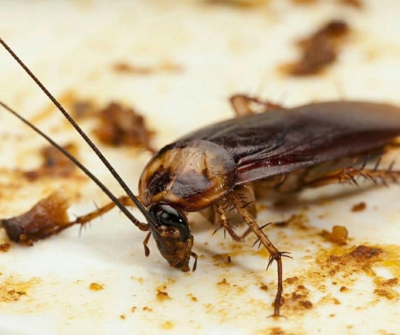 cockroach control services in ballarat